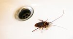  Σε επισκέπτονται τακτικά οι κατσαρίδες; Έτσι θα τις διώξεις από το σπίτι σου!