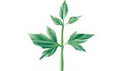 Ιδού το φυτό της αντιγήρανσης και της μακροζωίας που δεν είναι ελληνικό!
