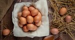 Παγκόσμια Ημέρα Αυγού 2022: Τρόφιμο ζωτικής σημασίας για τη διατροφή των ανθρώπων σε όλο τον κόσμο!
