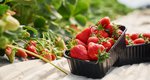 Αυτά είναι τα 7 πιο εύκολα φρούτα και λαχανικά για καλλιέργεια
